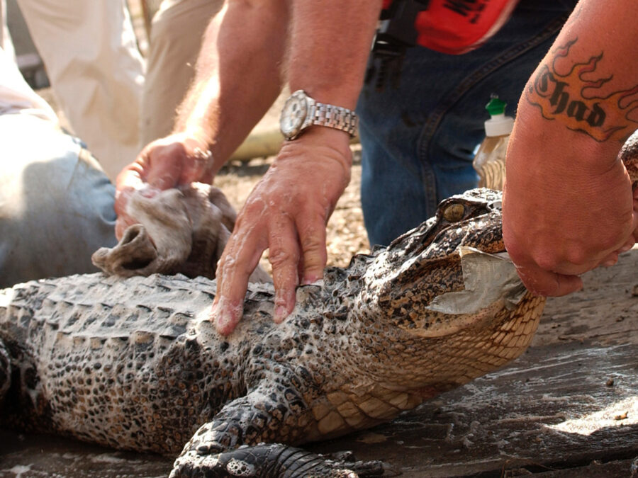 Photo: Recovery workers carefully clean an alligator.